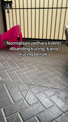 Ehhhhh #kelinci #kelincilucu #kelinciimut #kelincihias #rabbit #bunny #kucing #pet #pets #anabul #hewanpeliharaan #hewanlucu #hewan 