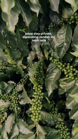 Asikkin aja Ketuaa 🤑🔥#kopi #kopienak #kopigayo #kopiarabika #carabuatkopi #buahkopi #filosofikopi #perkebunankopi #katakatakopi #quoteskopi #buahkopimerah #EnergiKuatTiapLangkah 