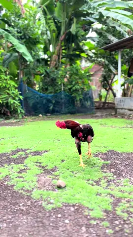 Sekali jadi masuk,pukul saraf masukk🤪#fantasticfarm #bk #bangkoksuper #bkselatan #khoytrad #pakhoy 