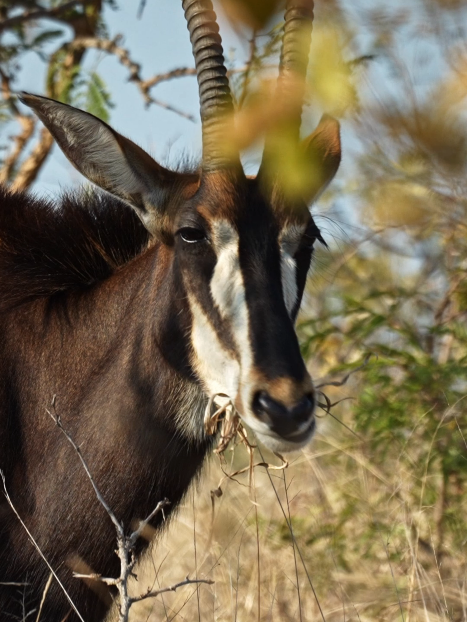 Sable Antelope in Kruger National Park, South Africa. #KrugerNationalPark #SouthAfrica #sableantelope #antelope #safari #wildlife #wildanimals #travelafrica #exploring #africa #holidayafrica #photography #nature #exploremore #travelling #animalvideo #southafricanwildlife