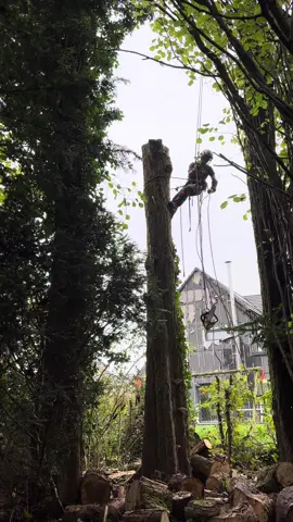 Chantier de démontage d’un peuplier bien sec 😬🍀🌳@Clément De Ceuninck #elagage #demontage #grimpeur #arborist #arbotecbreathbleflexpro #petzl #couranttreecare #treeclimbing #tree #treework #2024 #motivation #microbull 