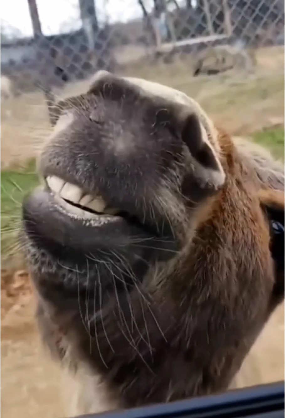 Happy day for the donkeys🤣#funny #animal #donkey #donkeylaughing #behavior #humor #donkeyoftiktok #🤣🤣🤣 