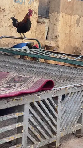 صوت الديك في الصباح الباكر….