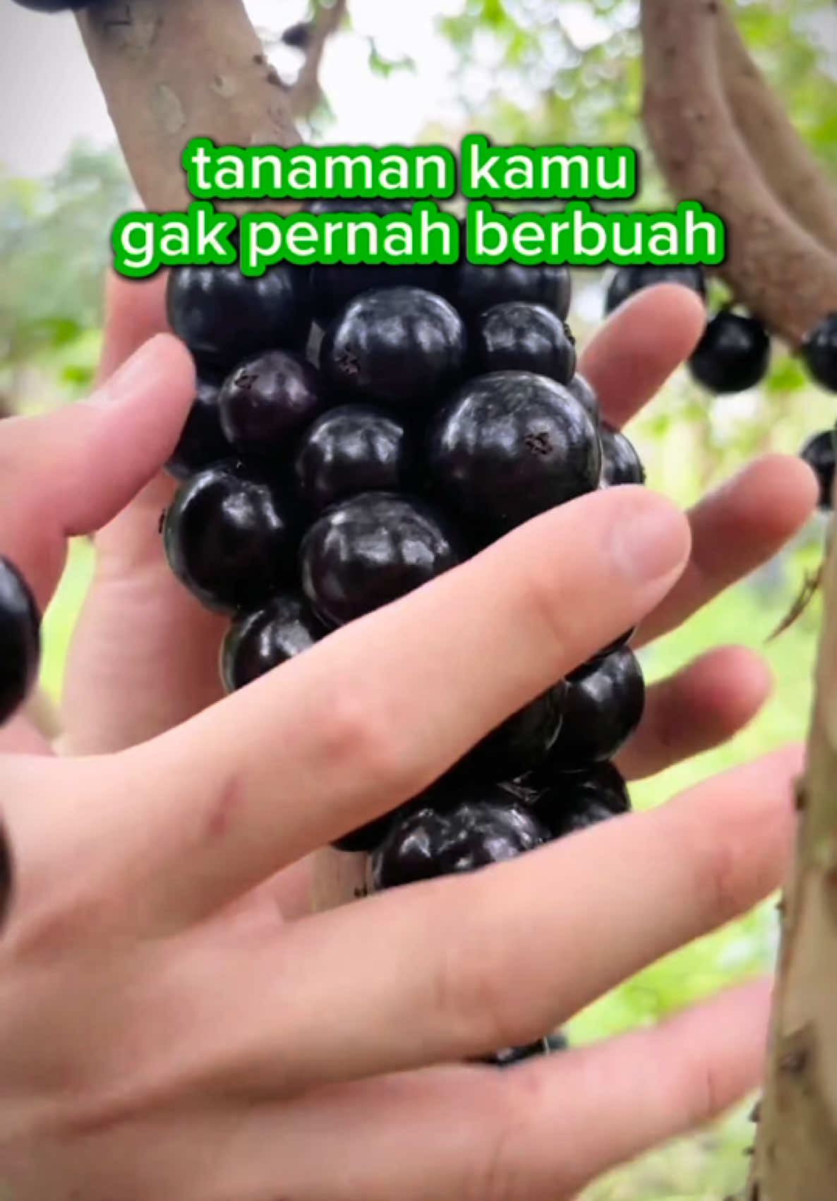 Tanaman berbuah anti rontok 🥰 #infarm #infarmid #berkebun 