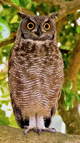 Toilette d'un Hibou  Attention pas de musique mais le son #hibou #owl #animalbird #animalworld