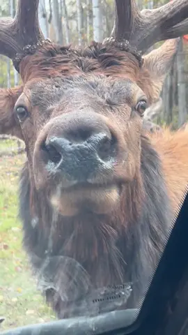 Big Buddy gets his apple from the safer (for me) window during rut. Those knives on his head are huge!  He is a 7x6 and he knows he is the king. #bugle #elk #bigbuddy #rut #7x6 #PetsOfTikTok #elktok #grandmalisashouse #michigan #up #season #ranchlife #antlers #october 