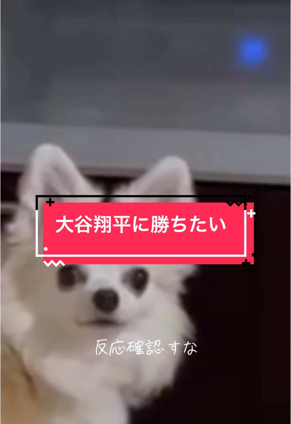 デコピンに負けたくない犬。#チワワ #チワワのいる生活 #うちの子が可愛すぎる #chihuahua #うちの犬 #わんこのいる生活 #出っ歯ワワ #치와와 #大谷翔平 #ヒカキンボイス 