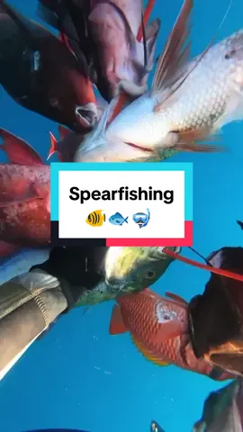 Diving spearfishing  #spearfishing #fishing #fish #miami 