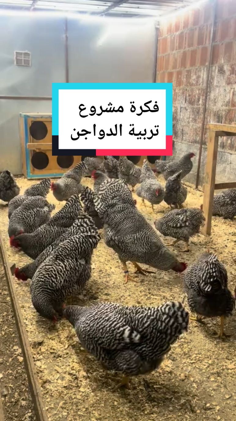 #racing#funny##foryou##تيك_توك#tranding_video#tiktoknews#المغرب🇲🇦تونس🇹🇳الجزائر#🇩🇿#pourtoii#maroc#farmlife#اكسبلور 