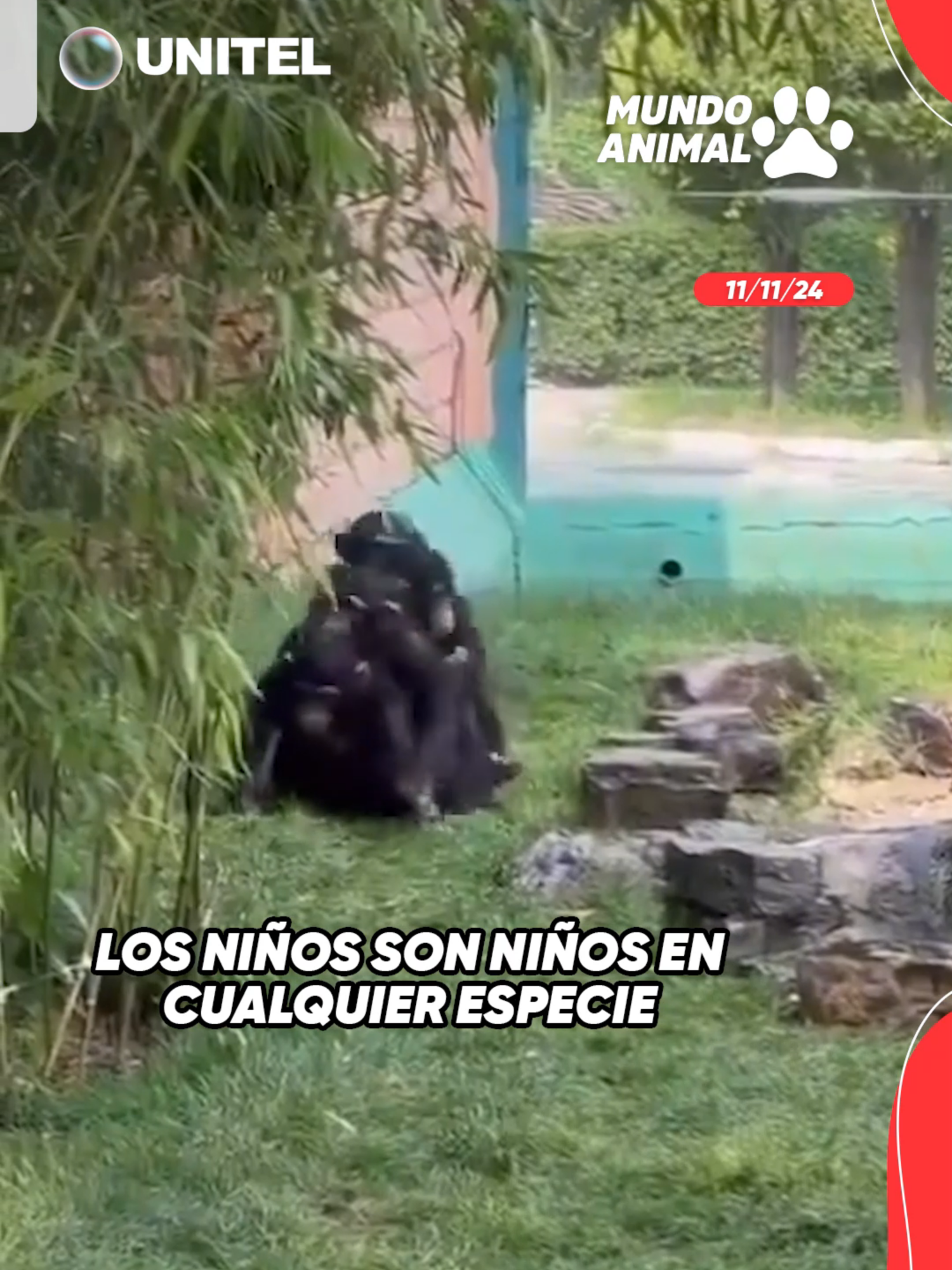 Captan a 3 monitos jugando en un zoológico y se vuelven virales en las redes sociales #Unitel #VideosVirales #Zoológico#Monos#Juegos#Niños