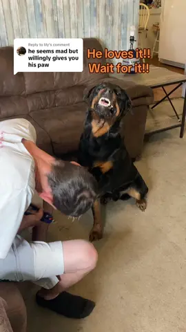 Replying to @lily i toss the clippers for safety but he comes back with them!! Dont try this at home #funny #viral #PetsOfTikTok #fyp #rottierumble #rottiepurr #famous #OhNo #dogtrainer #professional  @Ryanprater4 