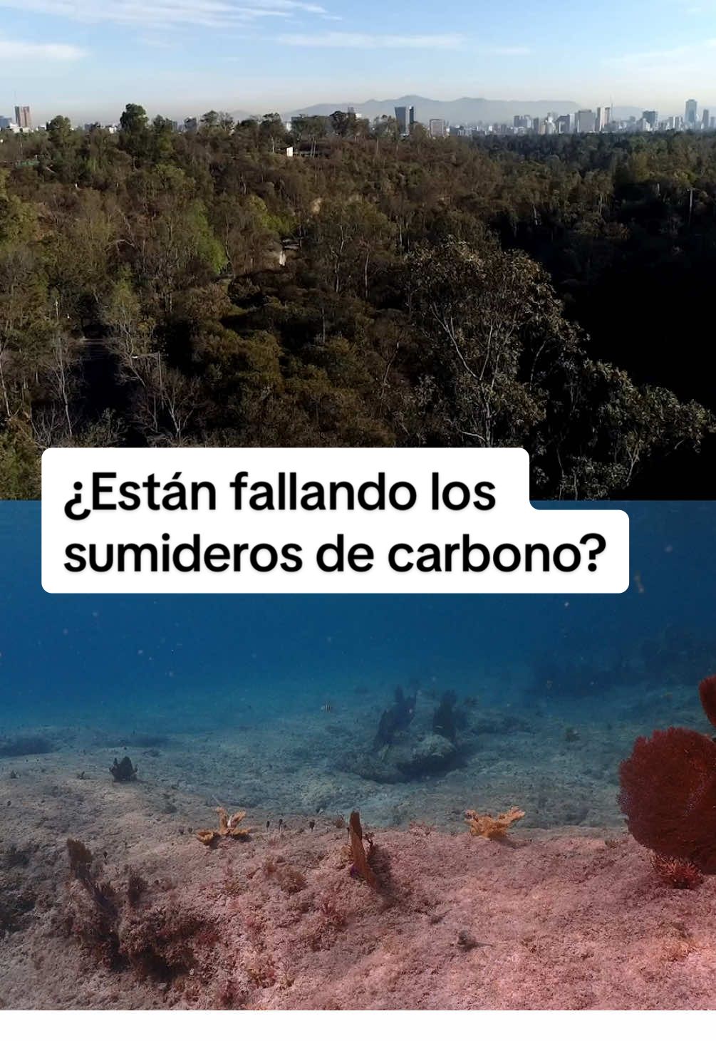 ¿Qué son y por qué importa que fallen los sumideros de carbono? #medioambiente #SabiasQue #carbono #oxigeno #TikTokInforma 