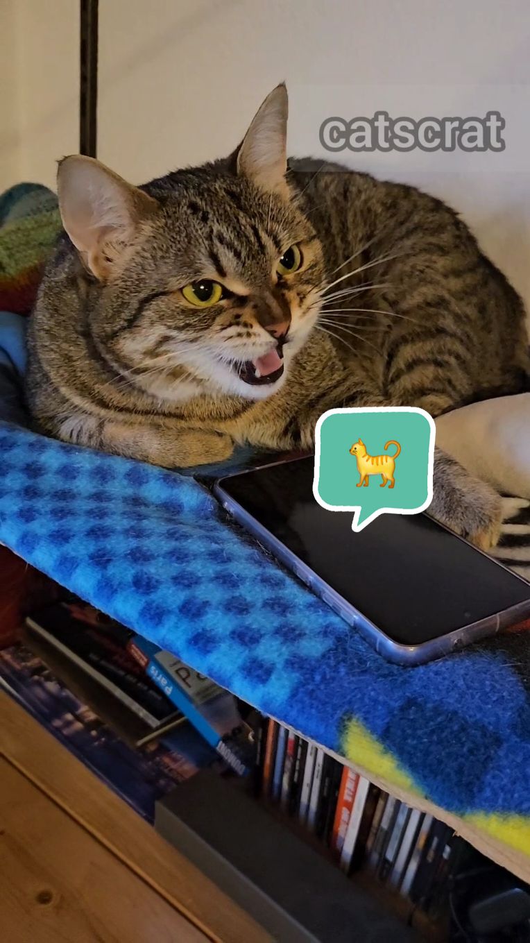 #spongebob #funny #catlife #kittycat #cat #trending #fyp #tiktok #catsoftiktok 