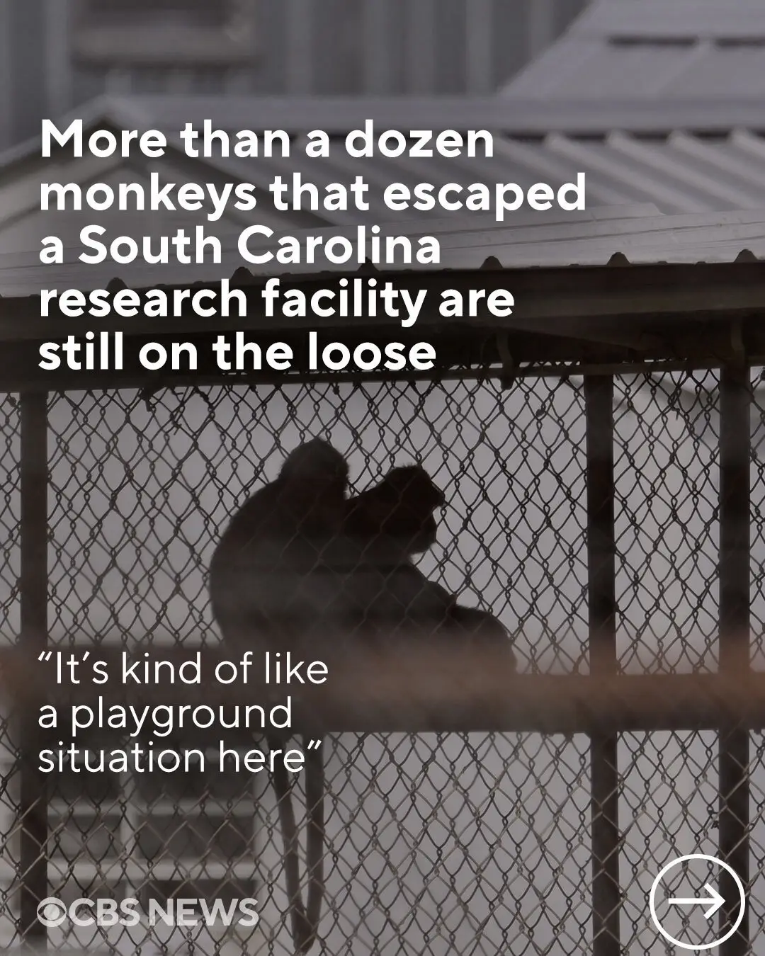 In case you (somehow) missed it: 43 monkeys escaped a South Carolina research facility last week — and as of yesterday, more than a dozen remain on the loose. Here’s what to know about their escape and the facility where they were being kept. #yemassee #southcarolina #monkey #animals #animalresearch #rhesusmacaques #monkeyisland 