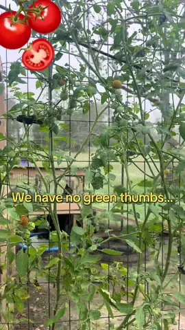 I literally have no green thumb. I’m pretty sure I’ve killed a cactus before so these tomato plants were a huge improvement for me. The fact that I kept them alive since when I planted them in the spring is huge! #tomatoes #sahm #gardening #planting #homestead #tomatoes #fallgarden 