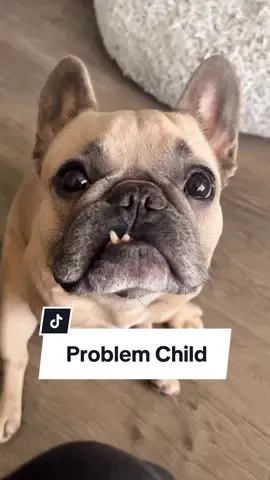 At least he’s confident about himself #teacher #dogparents #conference #problemchild #frenchbulldog #dog #badboy cred @Jason Banks 