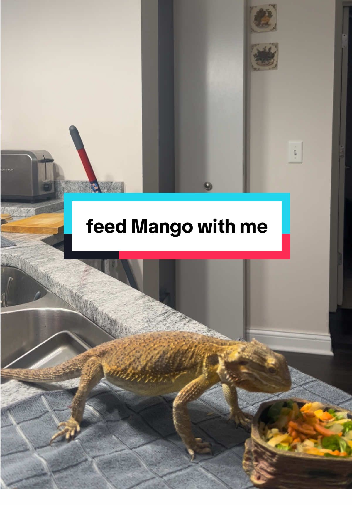 Mango’s lunch time #beardeddreagon #beardeddragontok #lizardmom #reptilefun