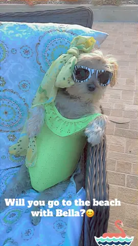 #animal#dog#cutedog#beachday#cutest#fypシ 
