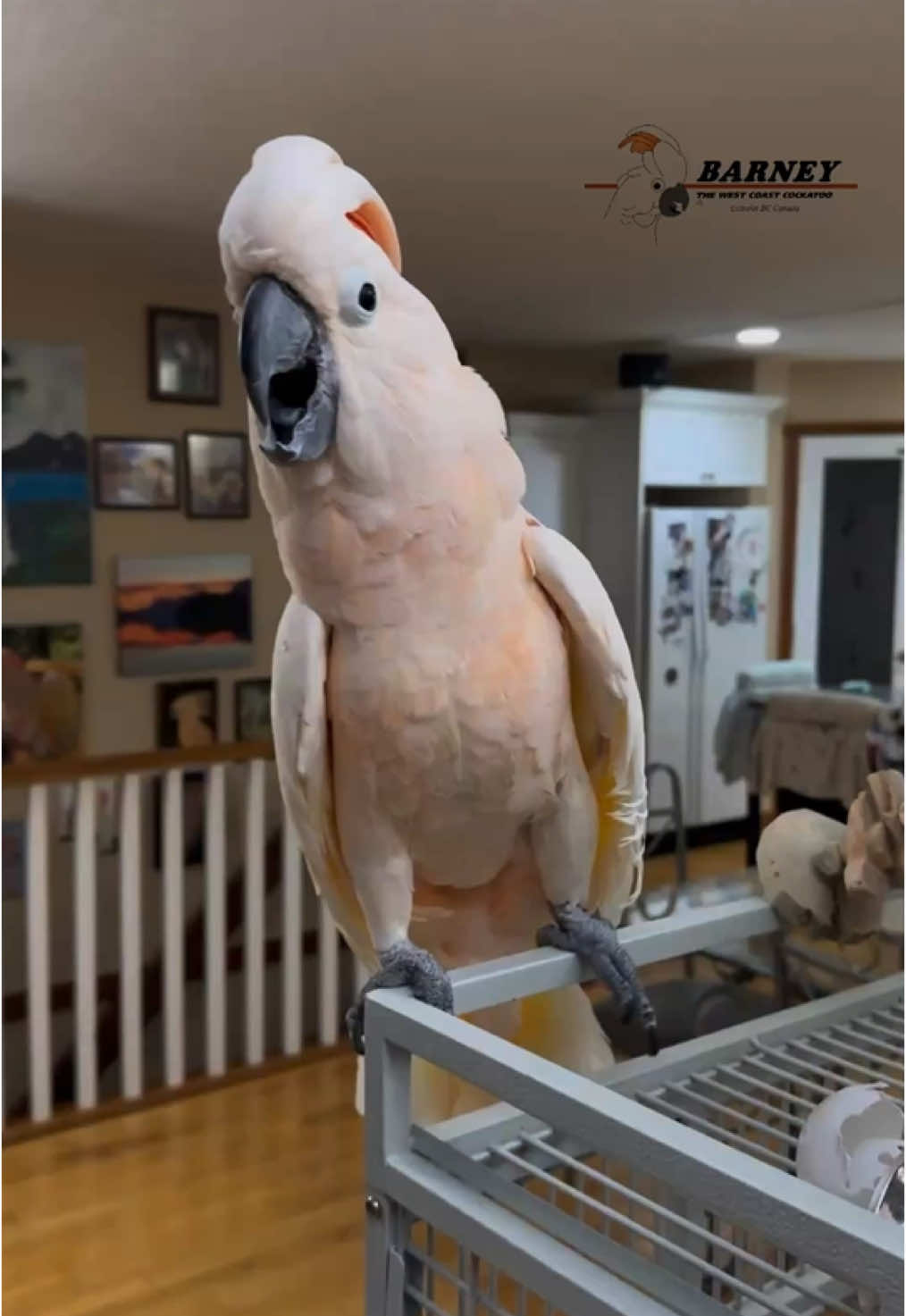 What a crazy little dude! So funny 😂🤣 #barneythewestcoastcockatoo #funny #laugh #barney #happy 