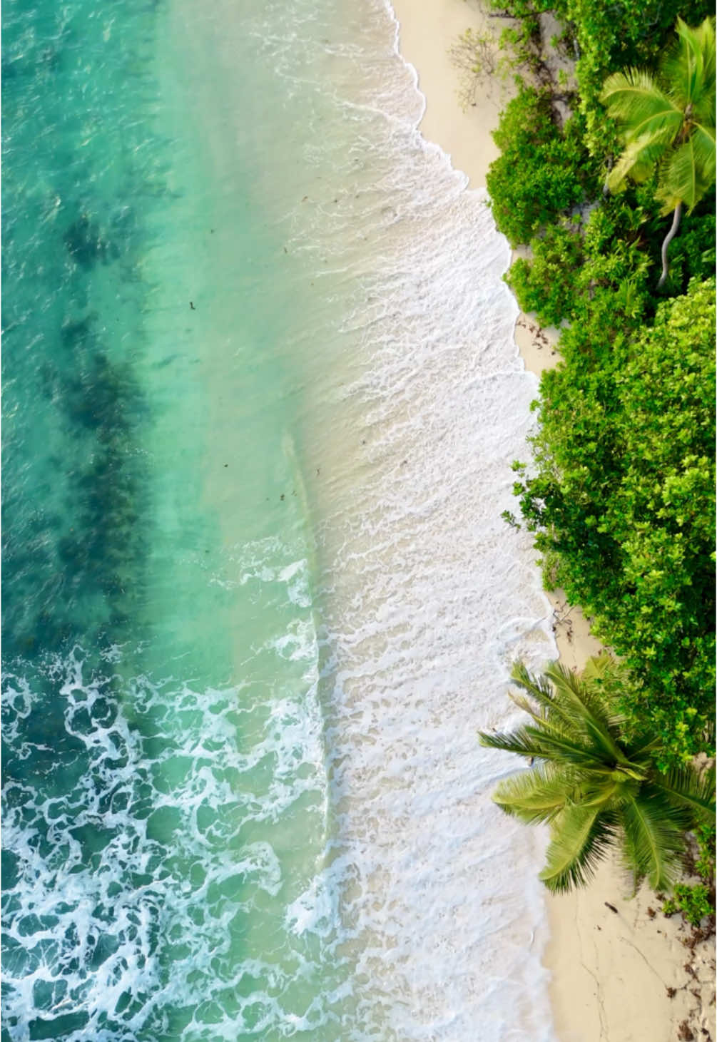 Tropical island 🏝️🌺☀️🥥 #seychelles #seychellestiktok🇸🇨 #beachvibes #tropical #tropicalbeach #palmtree #wildbeach #eauturquoise #oceanlife #traveltoktok #beautifuldestinations #drone #dji #voyage #fry @Seychelles 