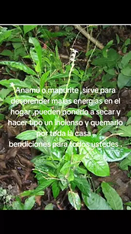 #cubanosporelmundo #kimbiza #historia #viral_video #remedioscaseros #tata #fpyシ #mayombe #muertos #yaya #paratiiiiiiiiiiiiiiiiiiiiiiiiiiiiiii @paratiiiiiiiiiiiiiiiiiiiiiiiii 