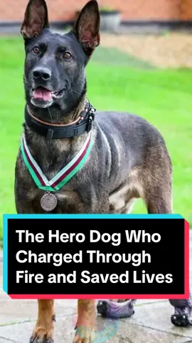 The Hero Dog Who Charged Through Fire and Saved Lives #trending #viral #dog #doglover #doglover #dogsoftiktok #DogTraining #belgianmalinois 