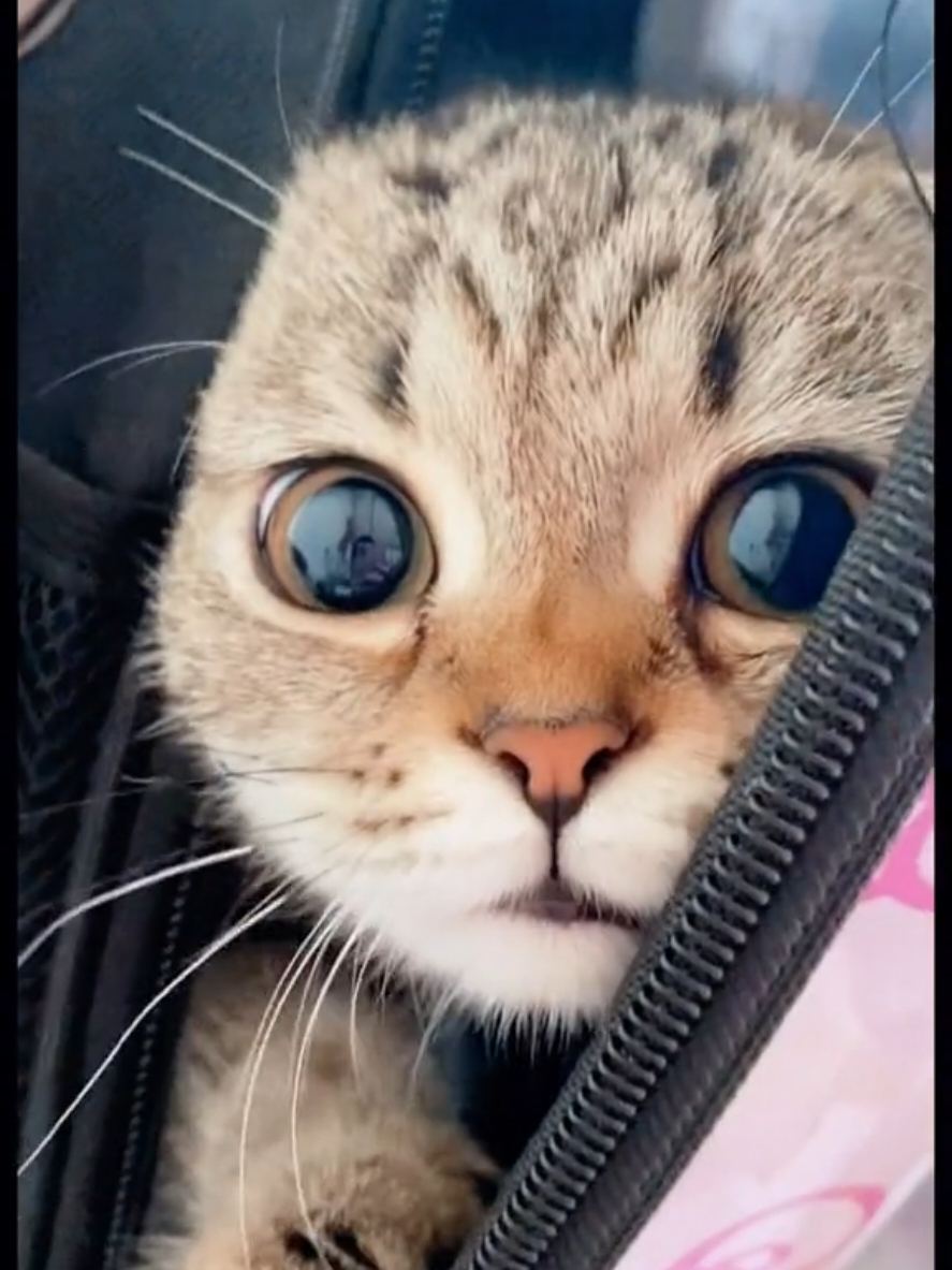 meoww meoww | i have school today #catsoftiktok #cats #fyp #gatos #tiktokviral #trendingvideo 