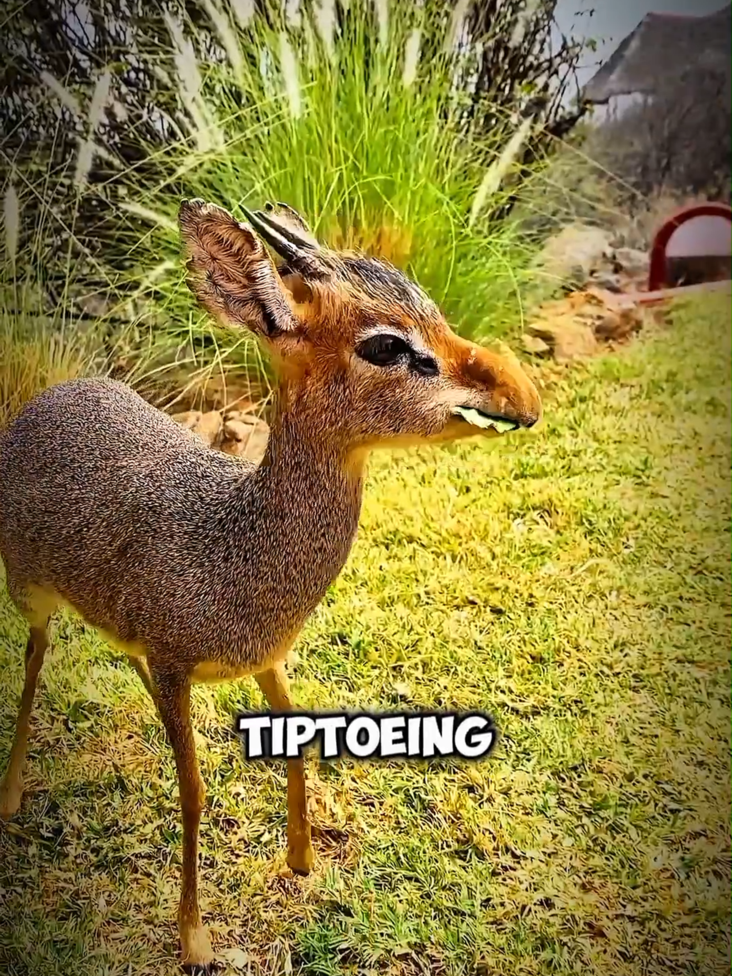 Dik Dik The Adorable, Tiny Antelope #dikdik #adorable #tiny #antelope #cute #animal