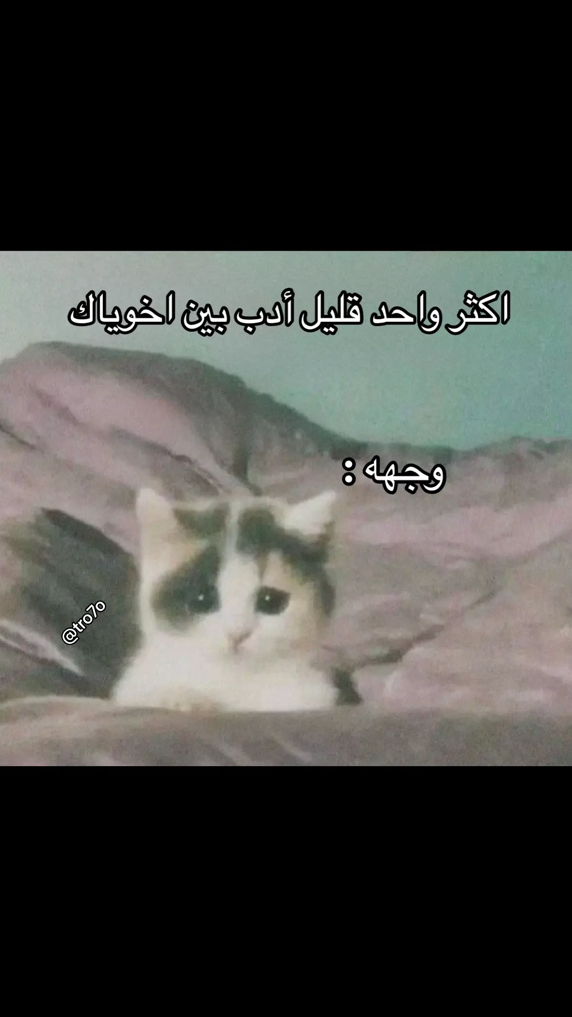 #fyp #explore #cat #1111 #11_11  #الشعب_الصيني_ماله_حل😂😂 