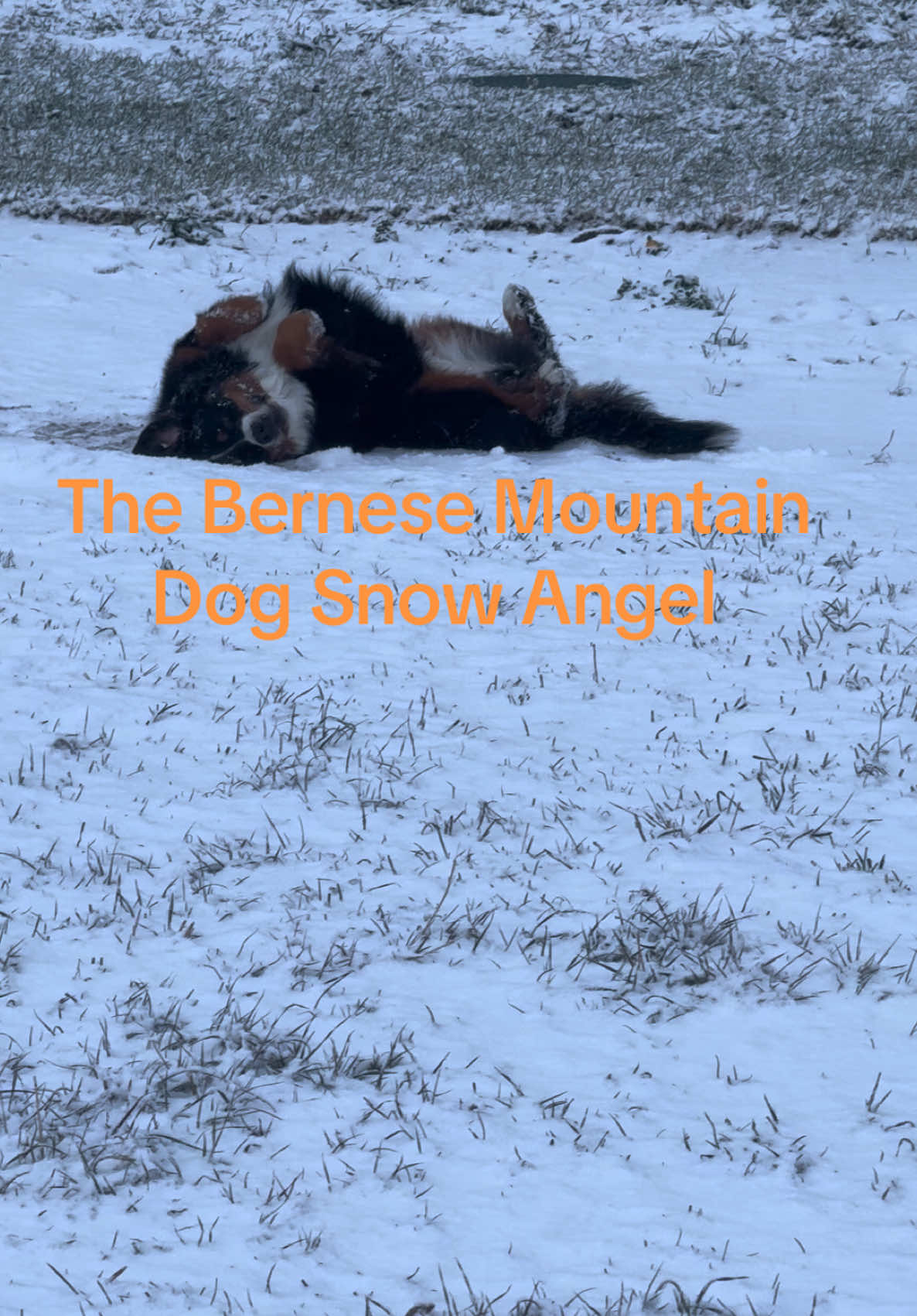 Talley shows off her snow angel skills! They really are meant to live in this weather.  So cool to see how happy she is.  #furvorpets #bonebroth #petnutrition #jacksonhole #bernesemountaindog #snowdog #tetonvalley 