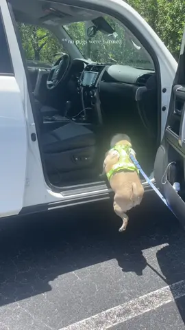 fun fact: carlos has not tried to jump into the car since this day. Air lift only #pugsoftiktok #pugs #funnypets #failvideo 