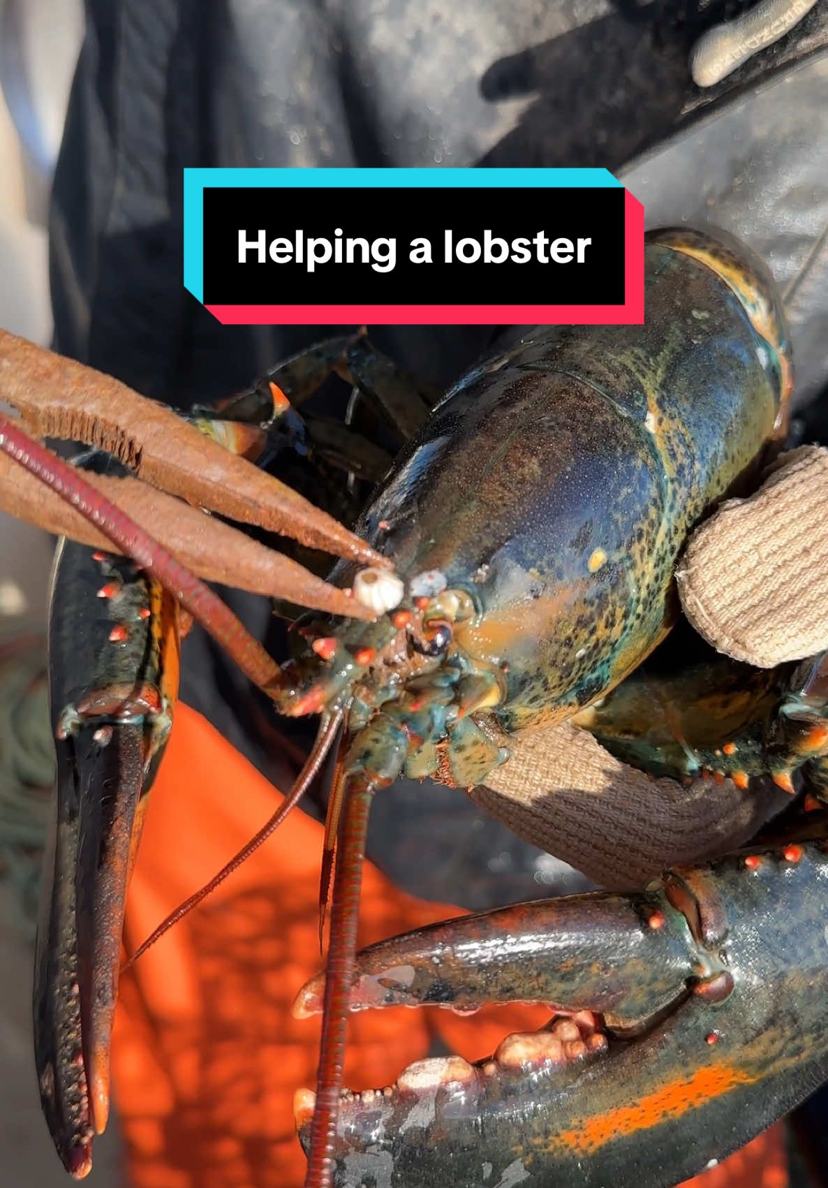 Removing barnacles from a lobster  #maine #lobster #sustainable #forthefuture #commercialfishing #seafood #interesting #didyouknow #education #learn #boat #saving #helping