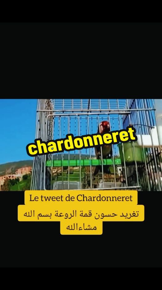 Le tweet de Chardonneret chardon الحسون و المقنين tips tiktok 2024 tips tiktok videos viral tips tiktok #chardonneret #france🇫🇷 #Nice #marseille #paris #fy #france #fyp #lyon #fouryou #Viral #viraltiktok 