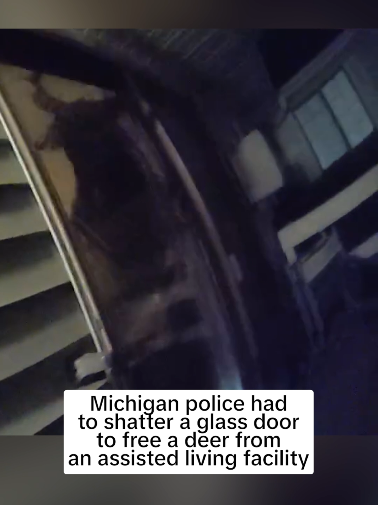 A deer broke into an assisted living facility in #Michigan, thrashing around the room of a 103-year-old woman and injuring her, and then leaving through a locked glass door that police smashed to give the animal an exit.