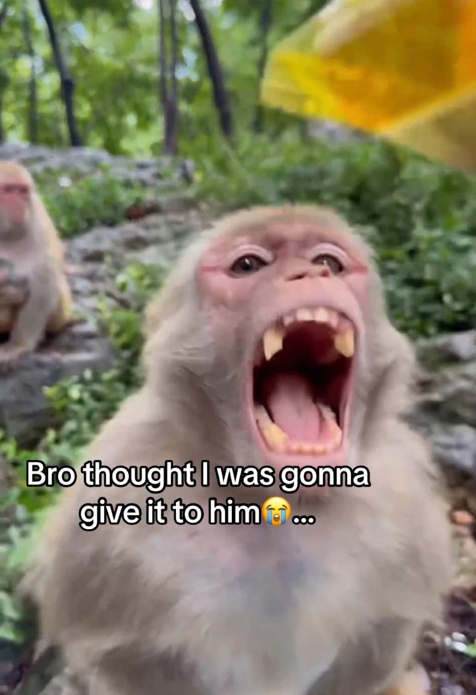 Sad monkey sing billie eilish #monkey #relatable #real #funnymonkey #meme #prankvideo #ailipsync #ai #billieeilish 