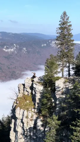Creux du Van 🇨🇭 #creuxduvan #suisse #switzerland #neuchatel #nature #mountain #swissmountains #wildlifephotography #peak #views #wildanimals #solofemaletraveler #chihuahua 
