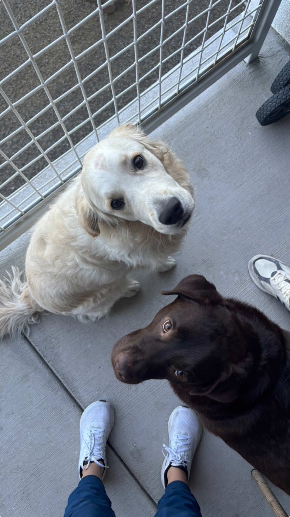 inseparable besties  #dogsoftiktok #bestfriend #goldenretriever #chocolatelab #inseparable #fyp #fypシ