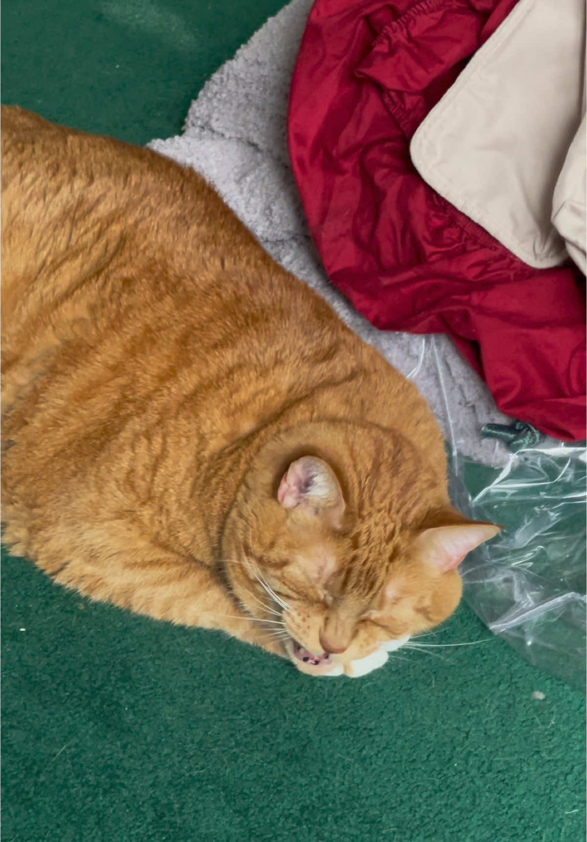 Trying to clean, but that means I have two cats to disappoint with my sneeze today 😂 #catsoftiktok #tiktokpets #sillycat #gingercat #cutecat #fatcat #chonkycat #cattok #chattycat #catswhoyell 