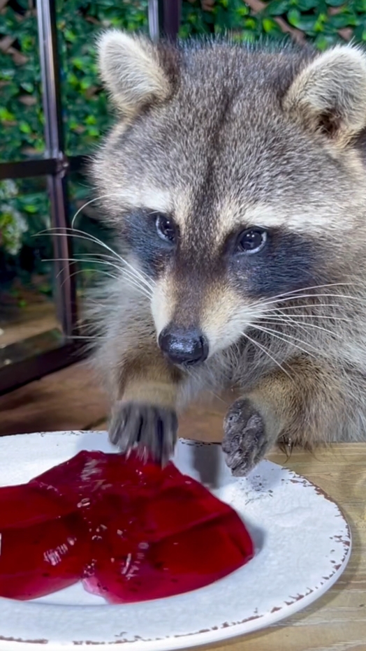 The Raccoon is eating red Jello #asmr #raccoon #raccoonsoftiktok #raccoonlife #wildanimals #jelly #eating #theraccoonvillage #jello @The Raccoon Village @The Raccoon Village @The Raccoon Village 