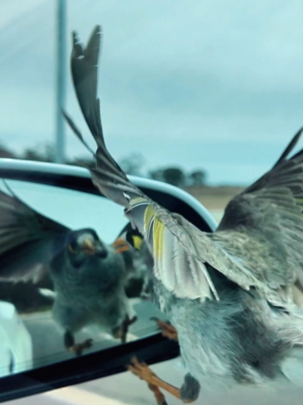 New drone pilot 😎 This little guy thought he found a flying friend. 🐦 #birdsoftiktok #dronelife #birds #birdwatching #fyp 