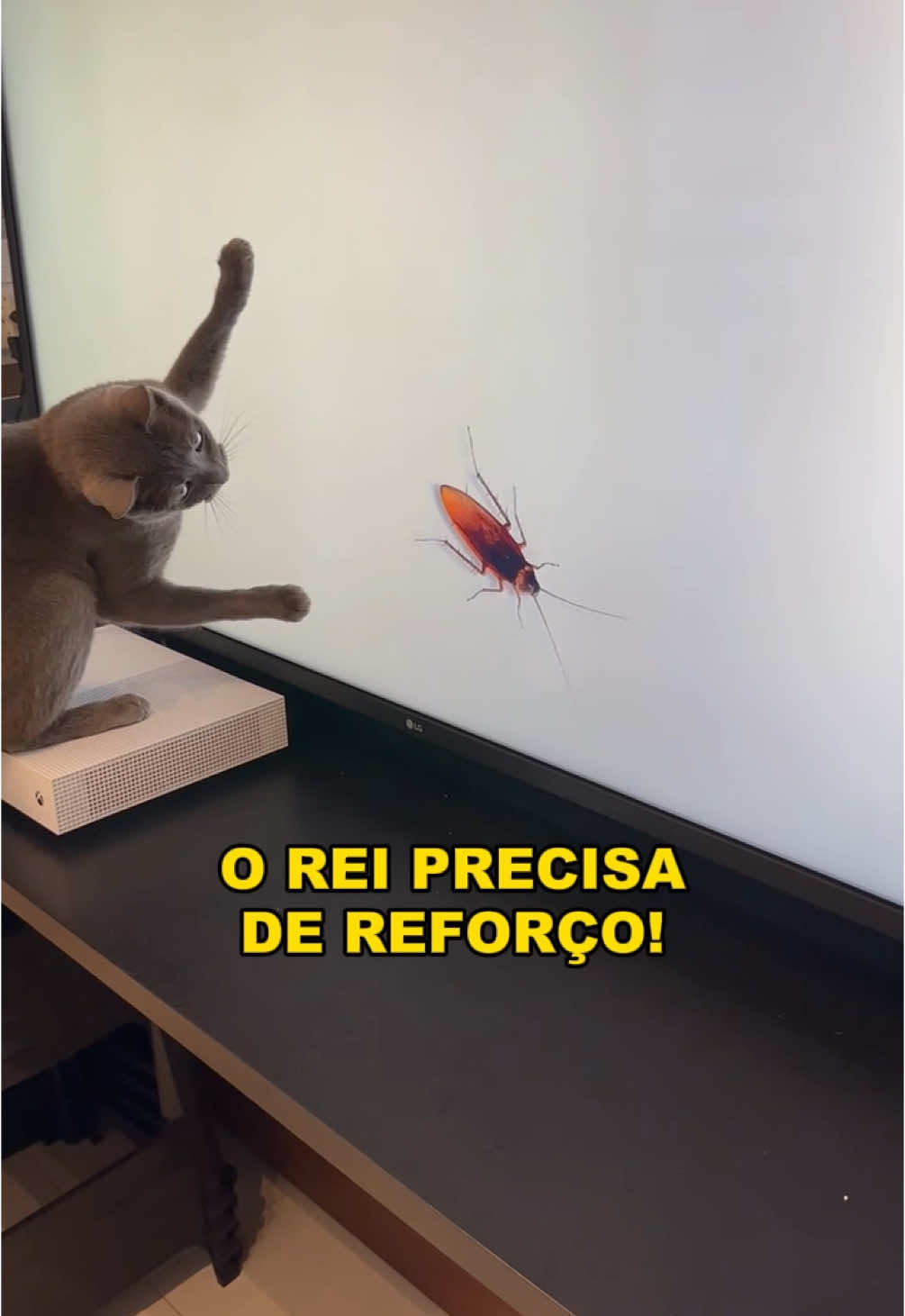 O rei descobriu uma técnica nova 🤣 #gatos #gatosengraçados #trigatos #gatocinza #gatopreto #gatorajado #amogatos #gatinhos #gatofeliz #fyp #explorar #viral #explorer #gatosfofos