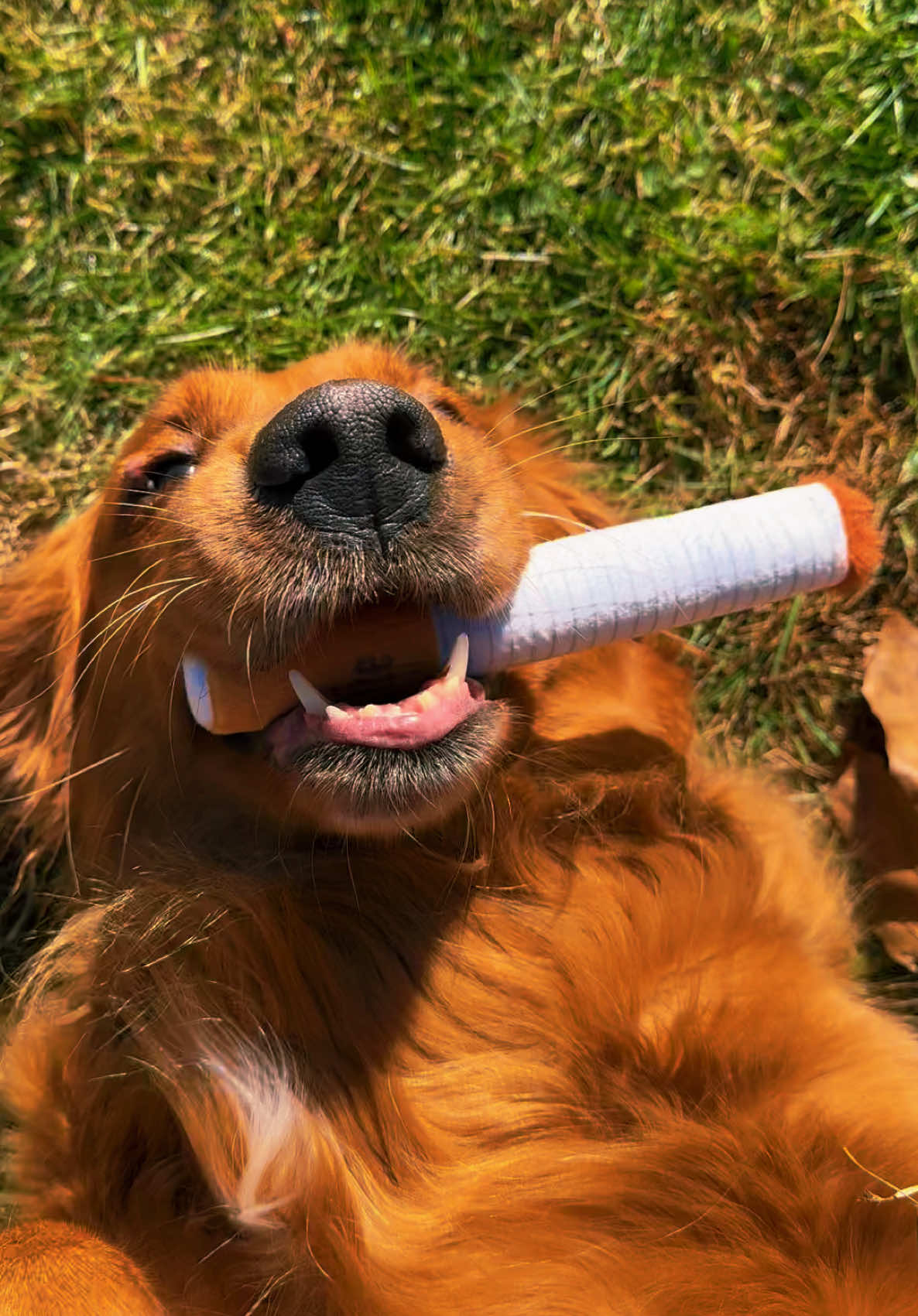 starting to think she might have been a cigarette mom in a past life— 😂 can’t tell you how obsessed Tala is with these toy cigarettes. She’s been carrying them around for a week straight now lol They’ve been a blast for her; and has brought us many hearty laughs along with it. #fypシ #dogs #dogtoys #dogsoftiktok #giftideas #christmas 