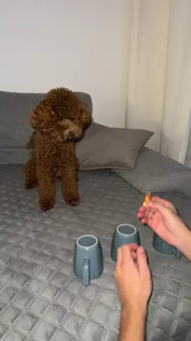 #magictrick #toypoodle#puppy #dogsoftiktok #тойпудель #пудельукраїна 