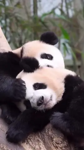 Cute pandas cuddle | niedliche Pandas kuscheln #cute #panda #cuddle  The most beautiful collection of the wonderful world of the animal kingdom.  Short videos of the beautiful and loveable animal world, for the animal loving community, with selected music as background for a great experience. All shorts are meant to be peaceful and children friendly content.  The channel is about funny animals, cute animals, Pets, funny cats, funny dogs, cute cats, cute dogs, funny video, wild animals and all about animals. Here you find cute animal moments, funny dog clips, precious cats shorts, viral pet videos, trending animal clips and in general the best clips and shorts of animals and pets of the internet.  Die schönste Sammlung der wunderbaren Welt des Tierreichs.  Kurze Videos aus der schönen und liebenswerten Tierwelt, für die tierliebende Gemeinschaft, mit ausgewählter Musik als Hintergrund für ein tolles Erlebnis. Alle Kurzfilme sind als friedliche und kinderfreundliche Inhalte gedacht.  Auf dem Kanal geht es um lustige Tiere, niedliche Tiere, Haustiere, lustige Katzen, lustige Hunde, süße Katzen, niedliche Hunde, lustige Videos, wilde Tiere und alles über Tiere. Hier findest du niedliche Tiermomente, lustige Hundeclips, wertvolle Katzenvideos, virale Haustiervideos, trendige Tierclips und generell die besten Clips und Kurzfilme von Tieren und Haustieren im Internet.   Vet Zentrum Zürich Letzigrund  https://vetzentrum-zurich.ch #vet  #tierarzt  #tierarztpraxis  #pet  #cute  #zurich  #vetzentrum  #animals  #animallovers  #tierliebhaber  #animalcommunity  #viral  #foryou  #trending  #nature  #tiere  #fyp  #wildlife  #beautiful  #beauty  #art  #life  #funnyanimals  #animalsworld  #video  #funny  #cuteanimals  #best  #animals #travel  #World  #animalvideos  #animalslove  #happy  #babyanimals  #naturelovers  #family  #kidsvideo  #Love #coolest  #amazing  #cutepets  #follow  #popular  #friends  #smile  #explorepage  #Bestvideo  #madeforkids  #madeforfamily  #fun  #music  #explore  #reelstrending  #animaloftiktok #reels 