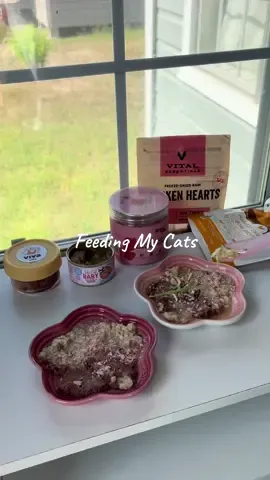 Feeding My Cats 🐾 🔗: Open Farm ~IVY15 Viva Raw~IVYOPIE20 🍽️: Viva Raw Chicken 🐓 Tiki Baby Chicken & Salmon 🍣 Open Farm Chicken Broth ✨ Arya Sit FD Strawberry 🍓 Egg x cat grass shreds 🌱 @Viva Raw @Open Farm Pet @TikiPets  #Cats #CatMom #Catfeeding #CatFood #CatsofTiktok #CatLovers #CuteCats #PetFeeding #CatMeals #FeedingTime #DailyCat #CatCare #CatTok #Cats #CatLoversClub #WhatIFeedMyCat #WhatMyCatEats #CatFeedingAsmr #CatFeedingRoutine #FeedingMyCat #wetfoodforcats #FelineNutrition #feline #catfoodrecipe  #CatMom #Catfeeding #CatFood #CatsofTiktok #CatLovers #CuteCats #PetFeeding #CatMeals #FeedingTime #DailyCat #CatCare #CatTok #Cats #CatLoversClub #WhatiFeedMyCat #whatmycateats #CatFeedingAsmr #CatFeedingRoutine #FeedingMyCat #BestFoodsForCats #WhatIFeedMyCat #WhatMyCatEats #CatFeedingAsmr #CatFeedingRoutine #FeedingMyCat #BestFoodsForCats #RawFeedingCommunity #RawFedCat #FelineNutrition #CatContentCreator #Fyp #Explore #ForYouPage #CatFyp