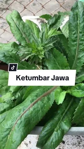 Pokok ketumbar jawa (culantro) #kebuntepirumah #agrofarmgardening #agfgardening #bajapokok #gengkebun #berkebun #berkebundirumahaja #kebun