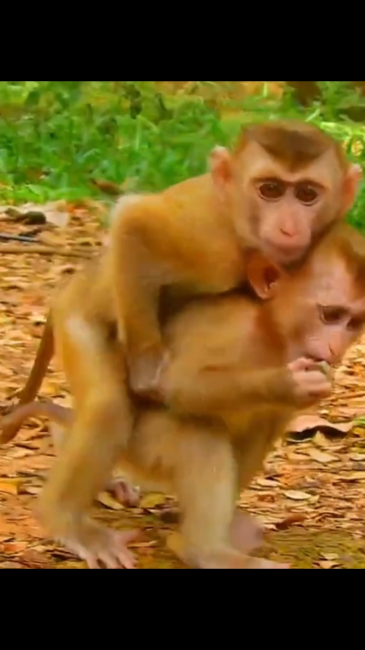 No no brother what you doing now #cuteanimals #puppy #monkey #monkey #animals #monkeycute #fuunymonkey 