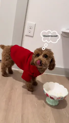 It’s him looking for more 😂 #dogsoftiktok #peppersteak #fyp #cooking #viralvideo #toypoodlekash 
