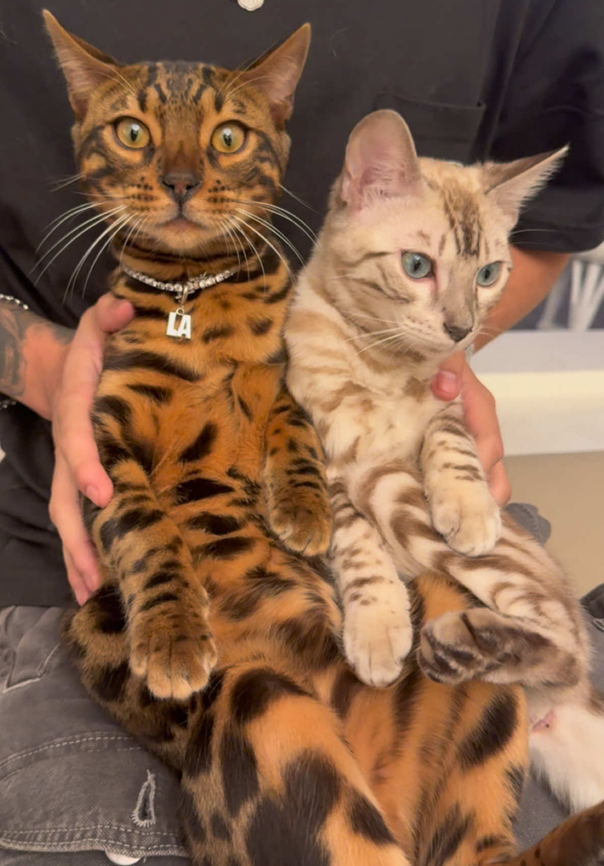 chocolate and vanilla #bengalkitten #bengalcat #silverbengal #snowbengal #fyppp 