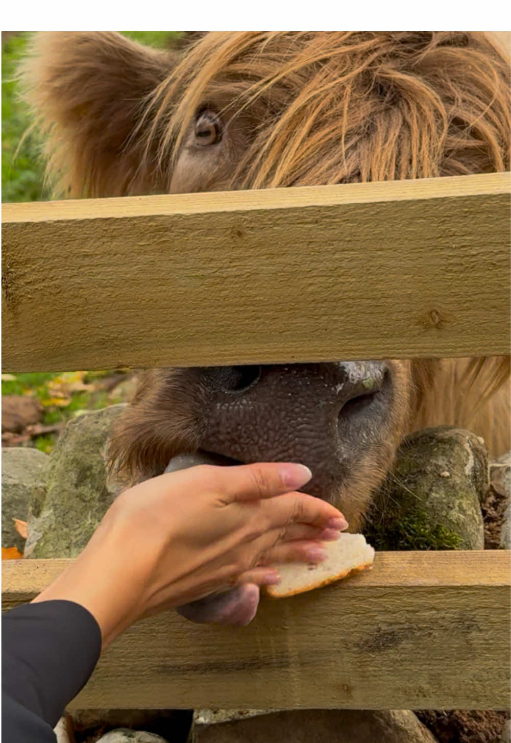 really said 👅 #cow #highlandcow #fyp #funny #highlandcows 